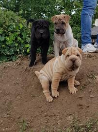 Shar Pei Welpen