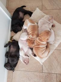 Shar Pei Welpen