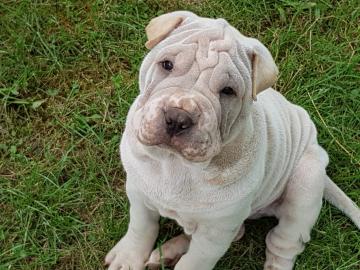 Shar Pei Welpen