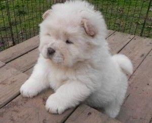 Reinrassige Chow chow-Welpen