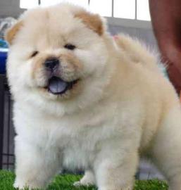 CHOW-CHOW-WELPEN MIT PAPIEREN