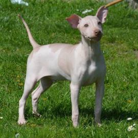 American Hairless Terrier