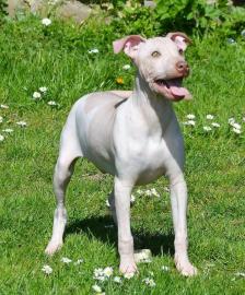 American Hairless Terrier