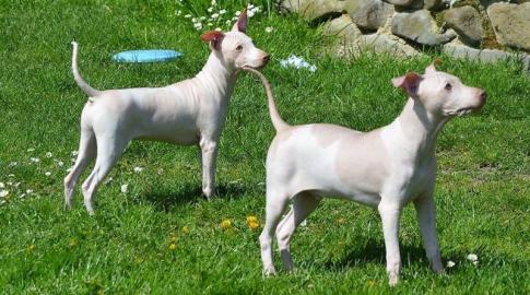 American Hairless Terrier