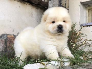 Wundersch?ne Chow Chow Welpen