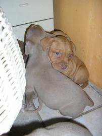 Amerikanishe Pit Bullterrier Welpen