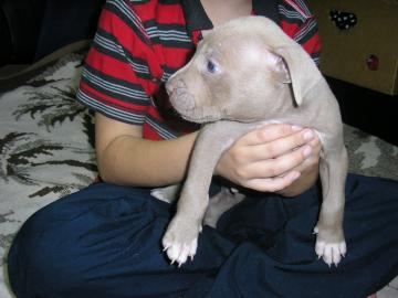 Amerikanishe Pit Bullterrier Welpen