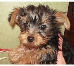 Erstaunliche Yorkshire Terrier Welpen!