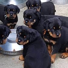 Zuckers??en Rottweiler Welpen