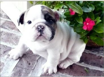 Wundersch?ne Englische Bulldogge Welpen