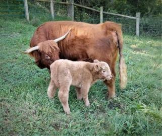 Mini Highland Cattle,Dexter,Schottisches