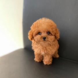 Cute Toy Poodle puppies for sale WHATSAP