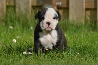 Wunderschne Old Englisch Bulldogge Welp