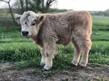 Mini Highland Cattle,Dexter,Schottisches