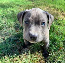 Spezielle kleine Pitbull-Welpen