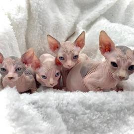 Canadian Sphynx K?tzchen (m/w)