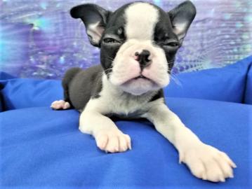 Boston Terrier Welpen FCI