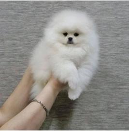 Pomeranian Welpen