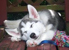 Siberian Husky Welpen