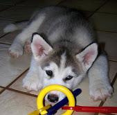 Siberian Husky Welpen