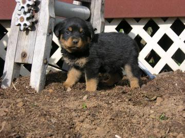 Typvolle Rottweilenrwelpen mit ADRK Pap