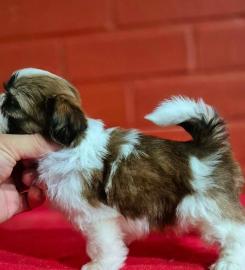 Schn kleinen Baby Shih Tzu Welpen whats