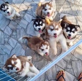 Siberian Husky WHATSAPP. . +4915213140266