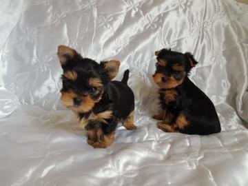 Perfekt Yorkshire Terrier mit Papieren