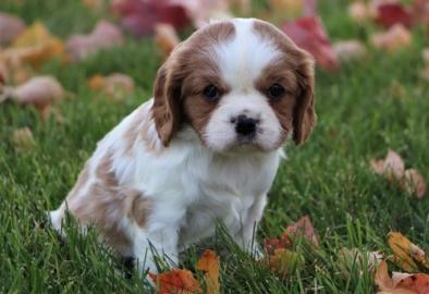 Weihnachten Cavalier-King-Charles Spanie