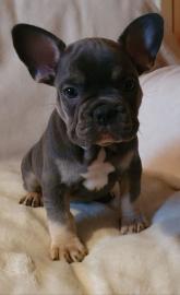 Franz?sische Bulldogge Welpen zur Verf?g