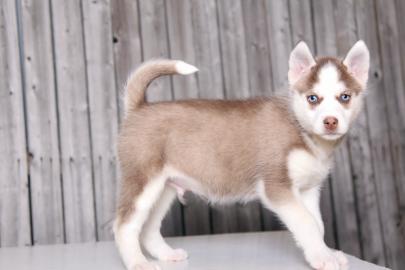 s??e Siberian Husky Welpen