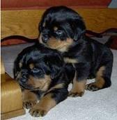 Rottweilerwelpen