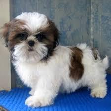 Shih Tzu Welpen whatsapp Nummer +4365048