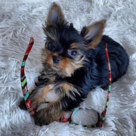 MINI Schn Yorkshire Terrier Steel Blue