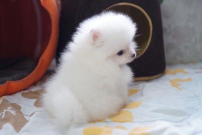 Mini Zwergspitz Pomeranian