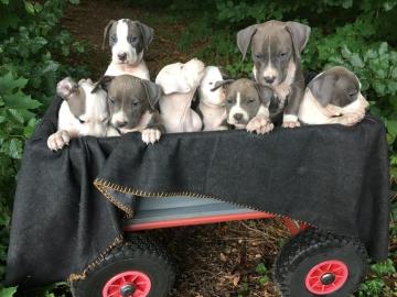 American Staffordshire Terrier Welpen