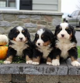 Super Berner Sennenhund Welpen