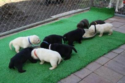 Labrador Welpen mit Papieren