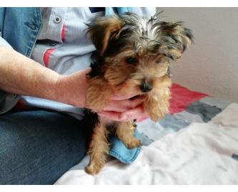 S?sse Mini Yorkshire Terrier Welpen what