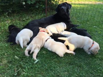 Labrador - Retriever Welpen