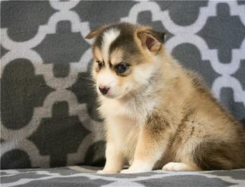 cuties pomsky Puppies For Sale