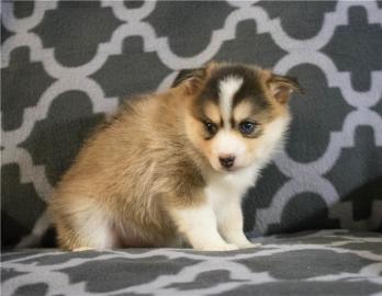 cuties pomsky Puppies For Sale