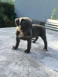 Top xxl American Pitbull Terrier Blue-Li