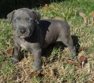 Top xxl American Pitbull Terrier Blue-Li