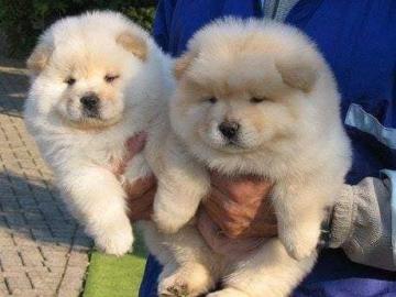 Chow Chow Welpen whatsapp nummer +436811