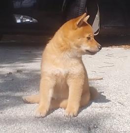 Shiba Inu puppies