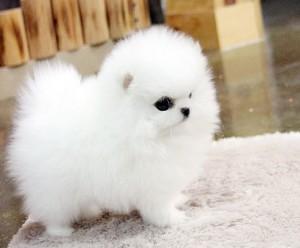 Zwergspitz Mini Pomeranian Welpen