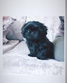 Charmante Babyschlampe Shih Tzu welpen