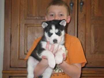 Siberian Husky Welpen abzugeben mit Papi