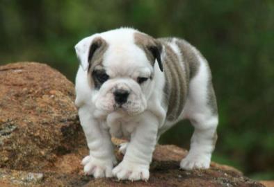 Englische Bulldogge